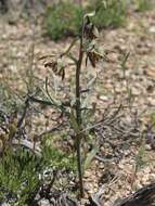 Image of fritillaries