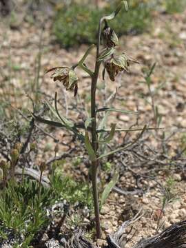 Image of spotted fritillary