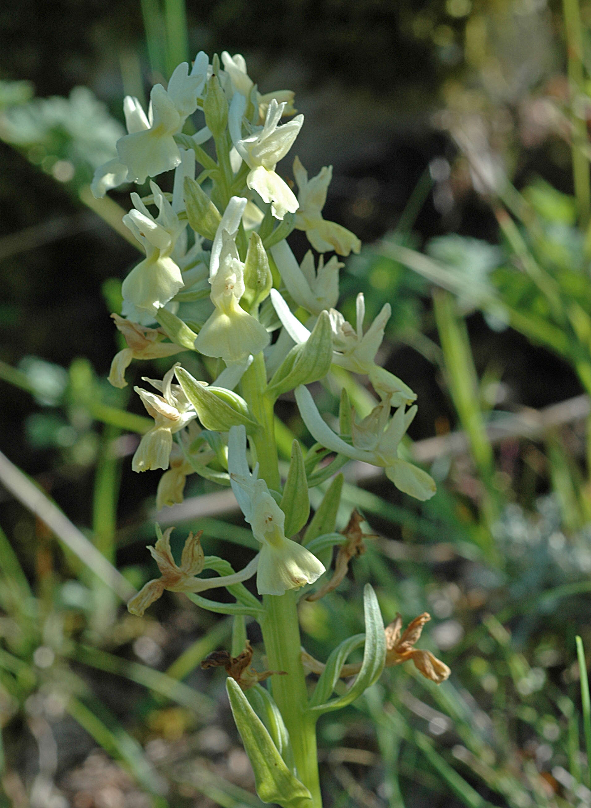 Image de Dactylorhiza romana (Sebast.) Soó