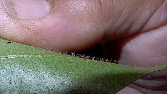 Image of Guatteria macropus Mart.