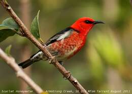 Image of Scarlet Honeyeater