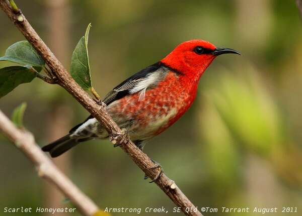 Image of Scarlet Honeyeater