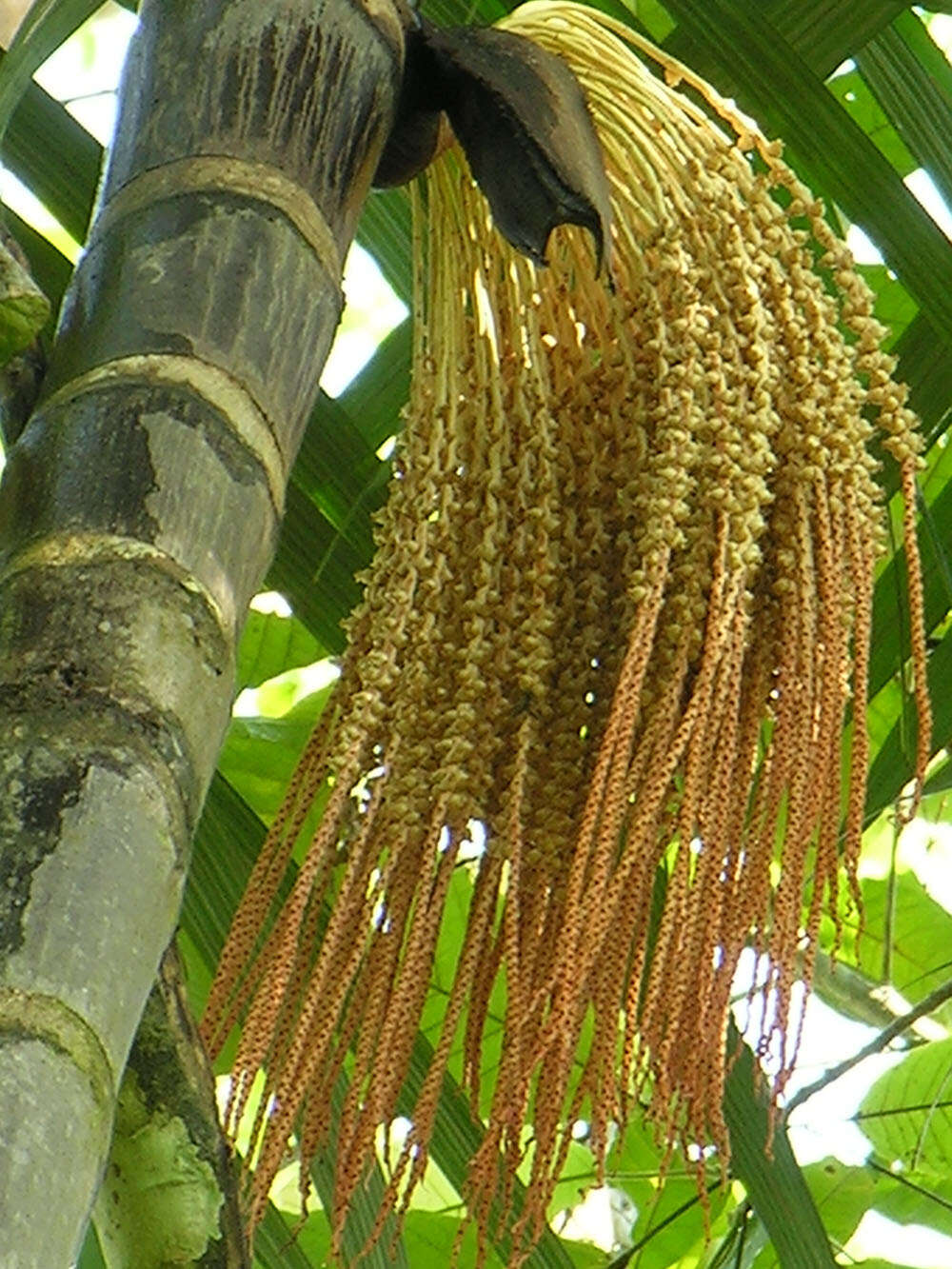 Image de Oenocarpus mapora H. Karst.