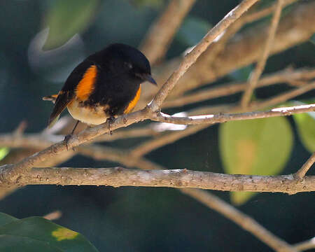 Image of American Redstart