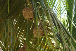 Image of Rueppell's Weaver