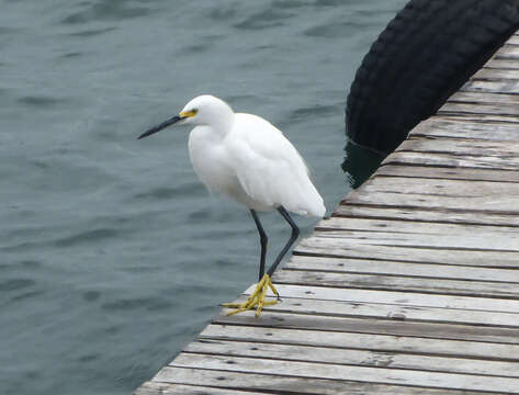 Image of Snowy Egret