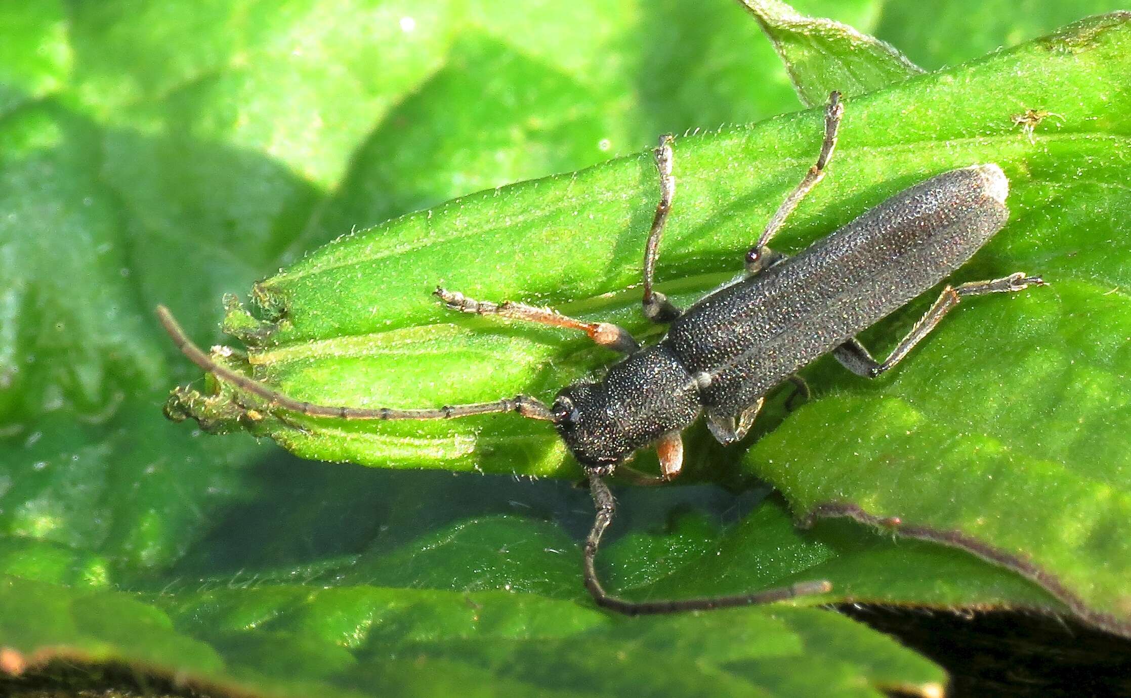 Слика од Phytoecia cylindrica (Linné 1758)