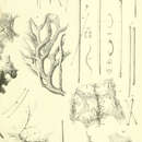 Image de Psammoclema digitiferum (Lendenfeld 1889)