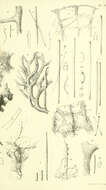 Image of Chondropsidae Carter 1886