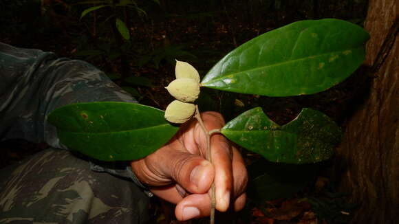 Image of Stephanopodium blanchetianum Baill.