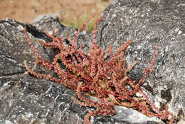 Image of Siberian pygmyweed