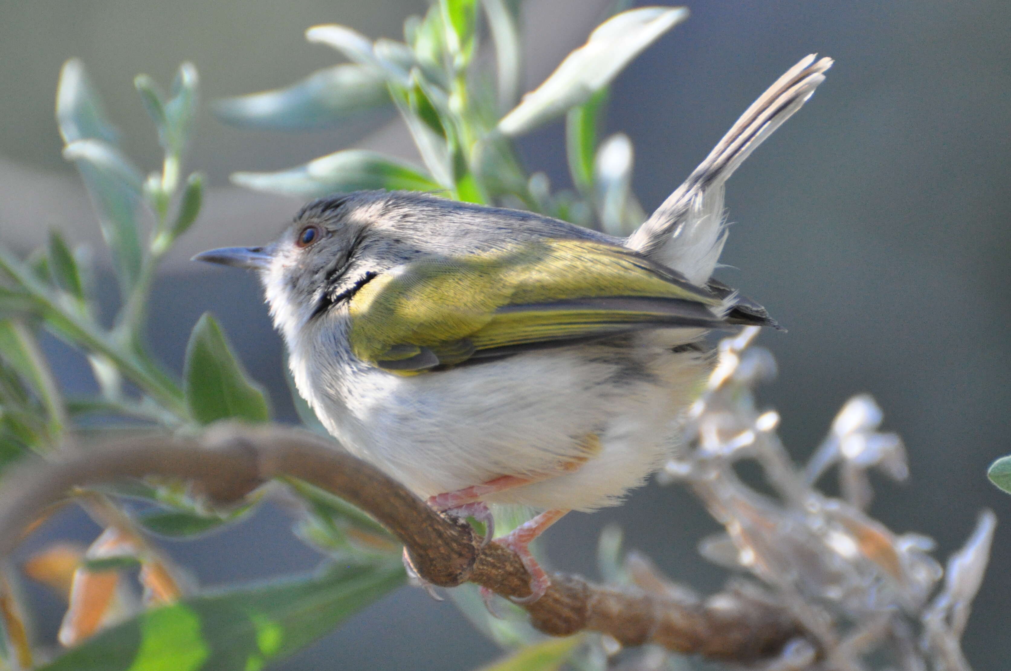 Image of Grey-backed Camaroptera