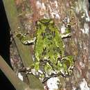 Image of Green burrowing frog
