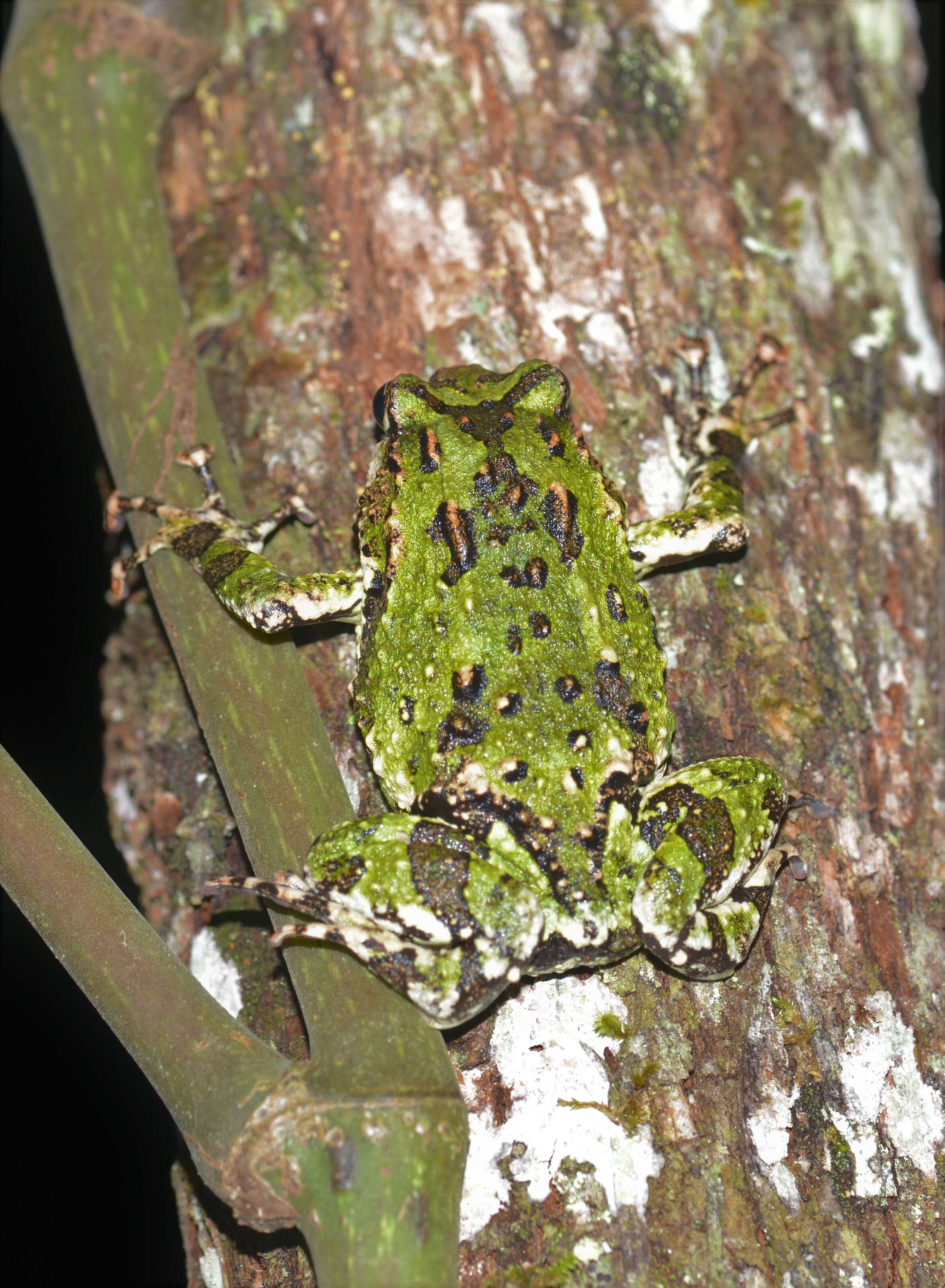 Image of Green burrowing frog