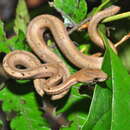 Image of Common Mock Viper