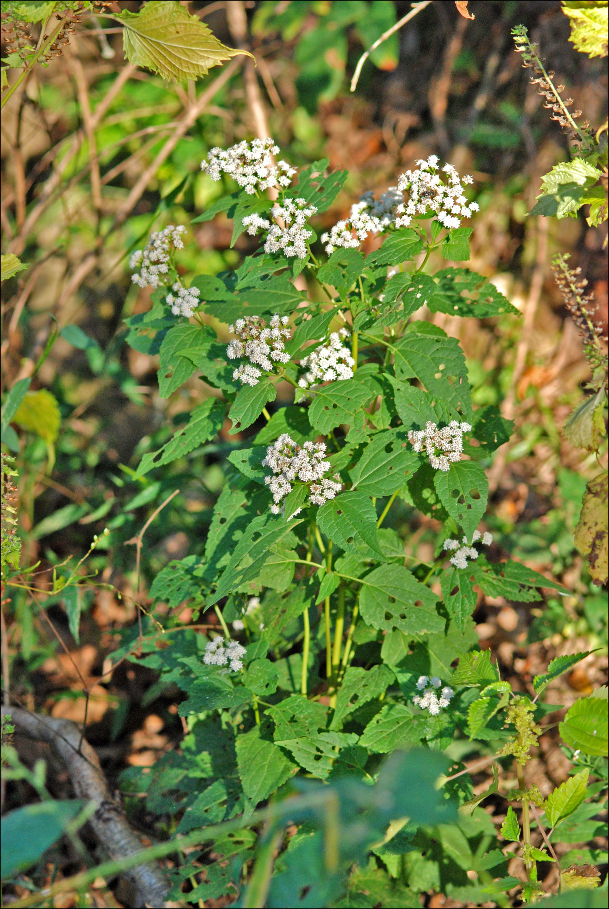 Plancia ëd Ageratina altissima (L.) R. King & H. Rob.