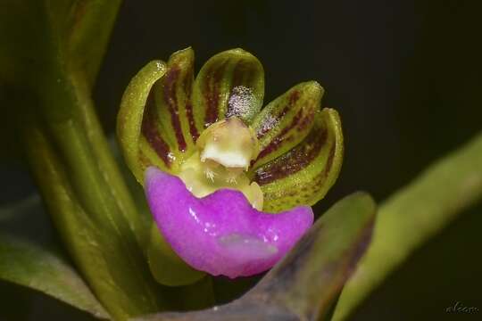 Sivun Pelatantheria insectifera (Rchb. fil.) Ridl. kuva