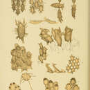 Image of Beania decumbens MacGillivray 1882