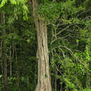 Sivun Pterocarpus officinalis Jacq. kuva