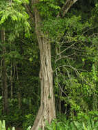 Image of dragonsblood tree