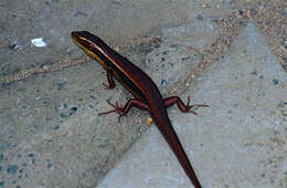 Image of Eastern Water Skink