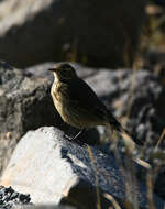 Слика од Anthus rubescens (Tunstall 1771)