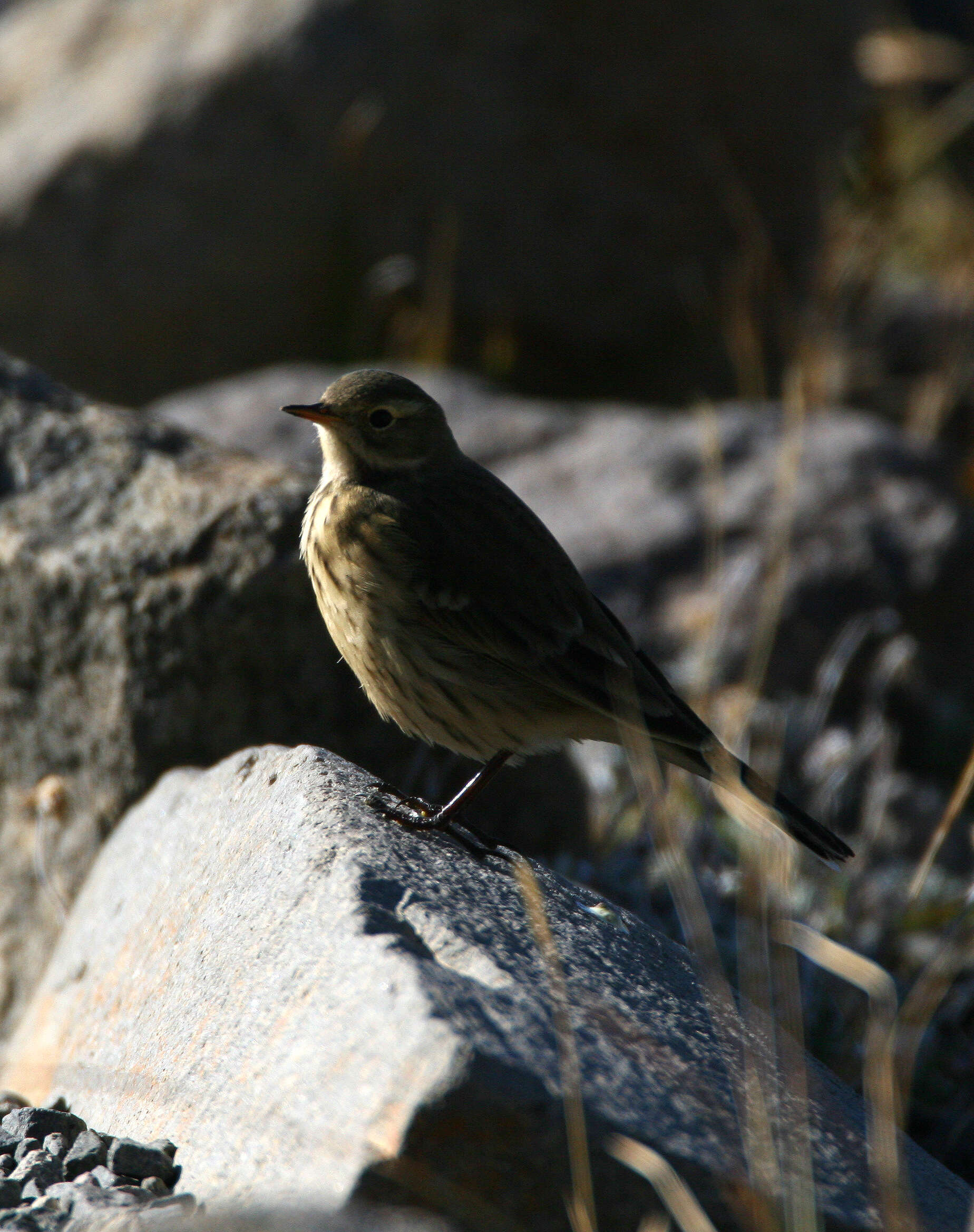 Слика од Anthus rubescens (Tunstall 1771)