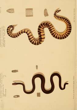 Image de Hydrophis viperinus (P. Schmidt 1852)