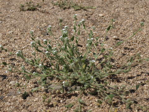 Image of Pacific popcornflower