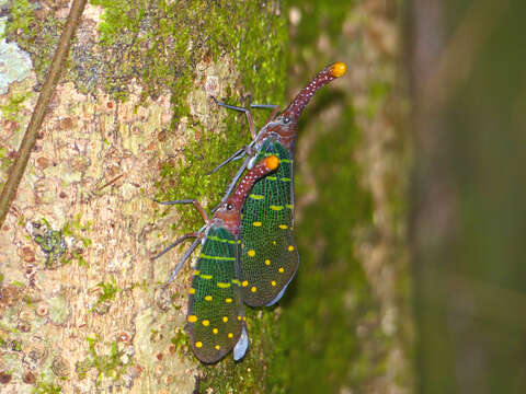 Image of Pyrops intricatus (Walker 1857)