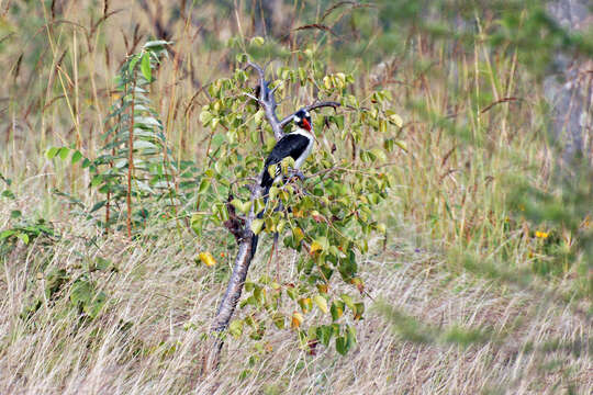 Image of Von der Decken's Hornbill