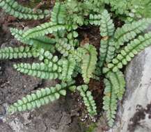 Image of Green Spleenwort