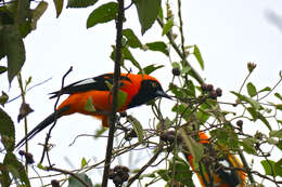 Image de Oriole à dos orange