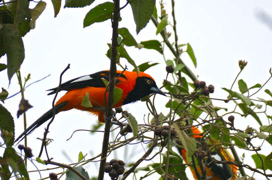 Imagem de Icterus croconotus (Wagler 1829)