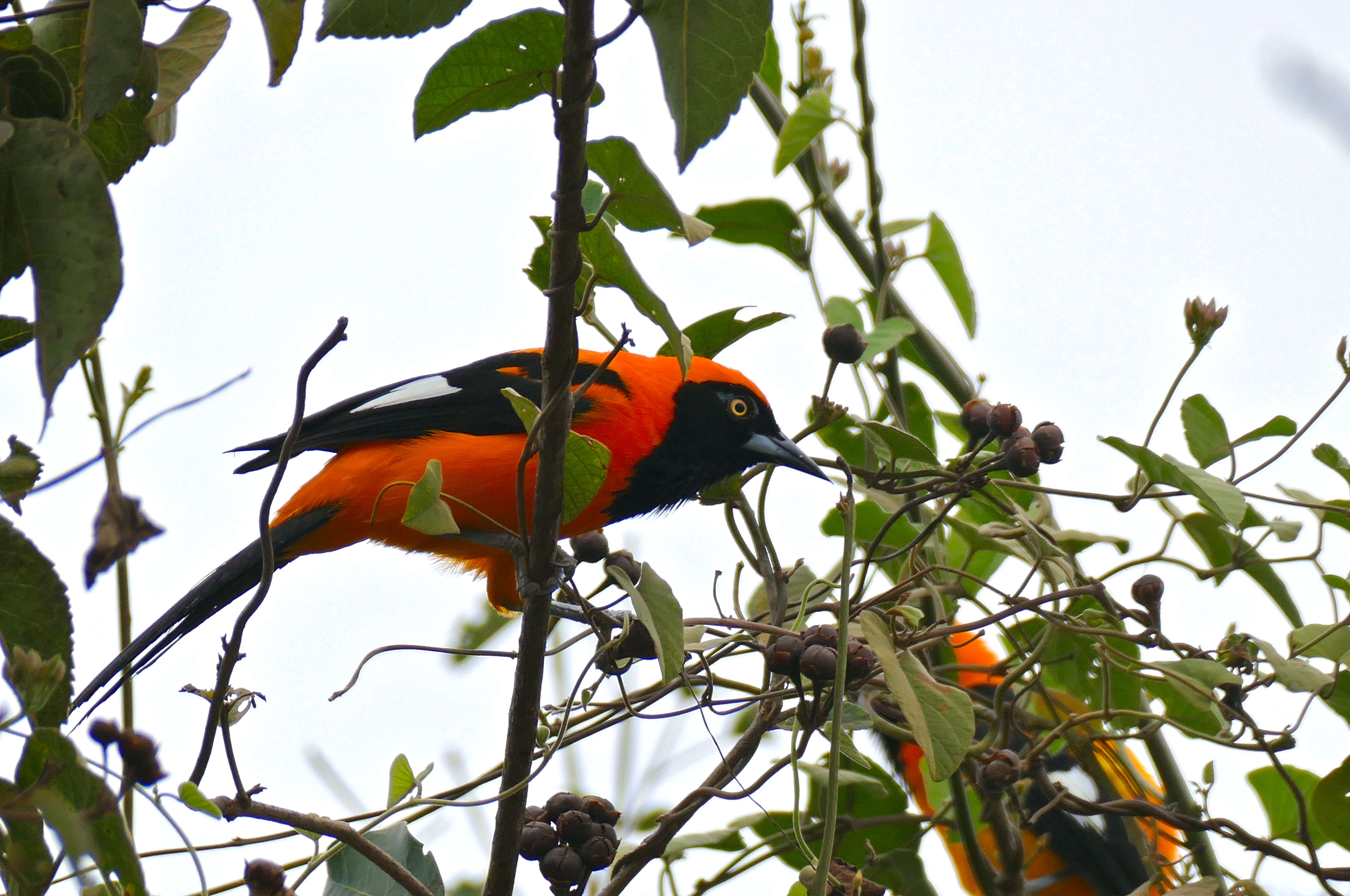 Image of Orange-backed Oriole