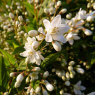 Image of pride-of-Rochester