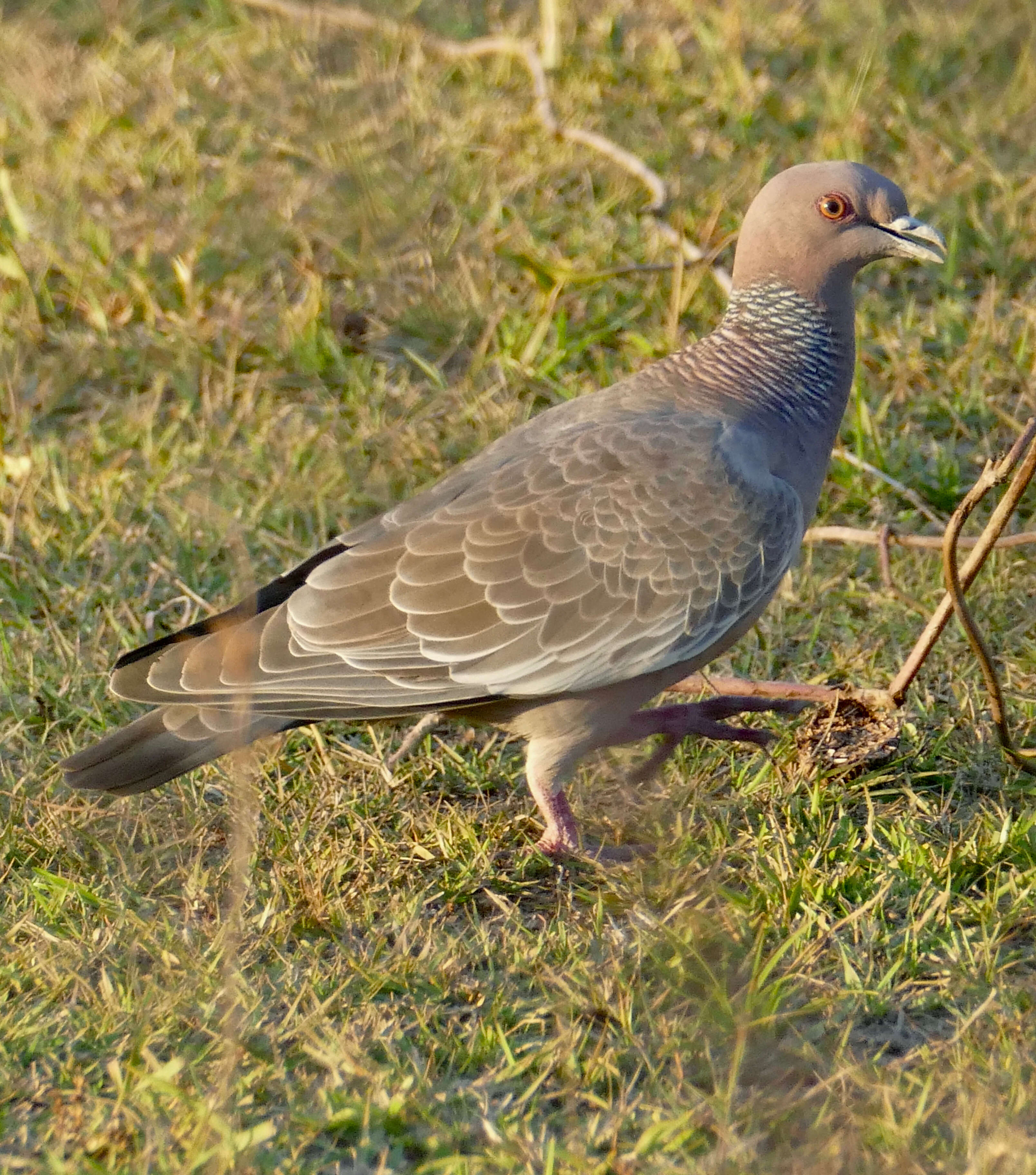 Image of Patagioenas Reichenbach 1853