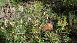 Image of Banksia spinulosa var. collina (R. Br.) A. S. George