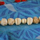 Image of Java almond