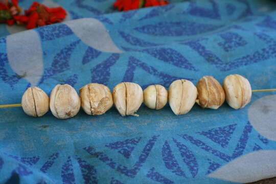 Image of Canarium nuts