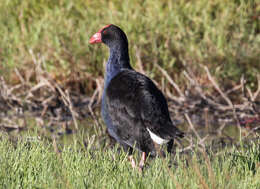 Image of Porphyria melanotus melanotus