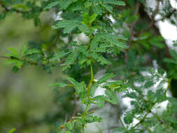 Слика од Vachellia grandicornuta (Gerstner) Seigler & Ebinger