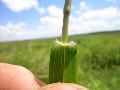 Imagem de Panicum bisulcatum Thunb.