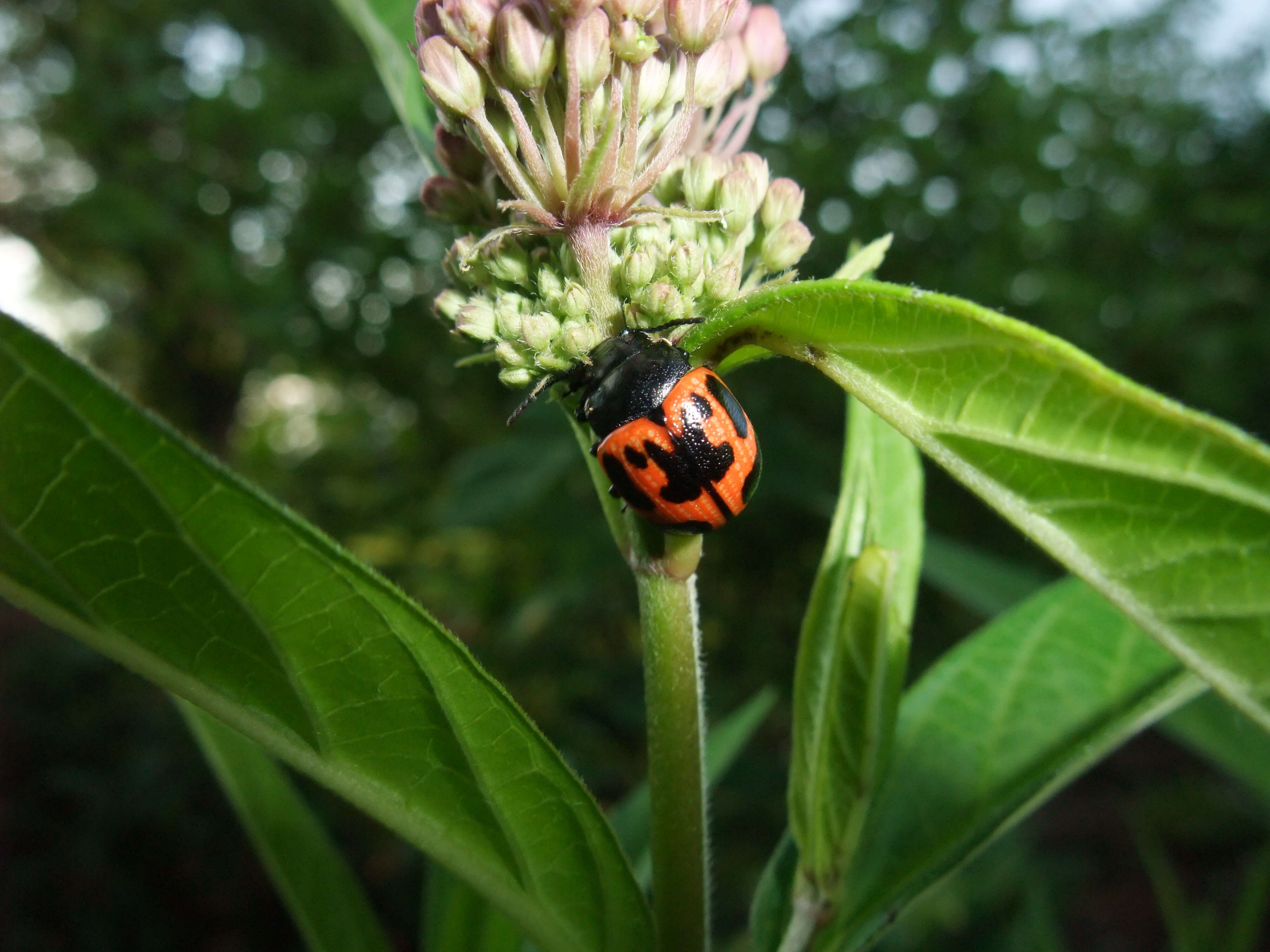 Слика од Labidomera clivicollis (Kirby 1837)