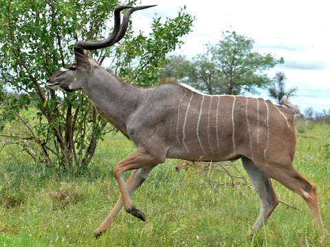 Image of Spiral-horned Antelope