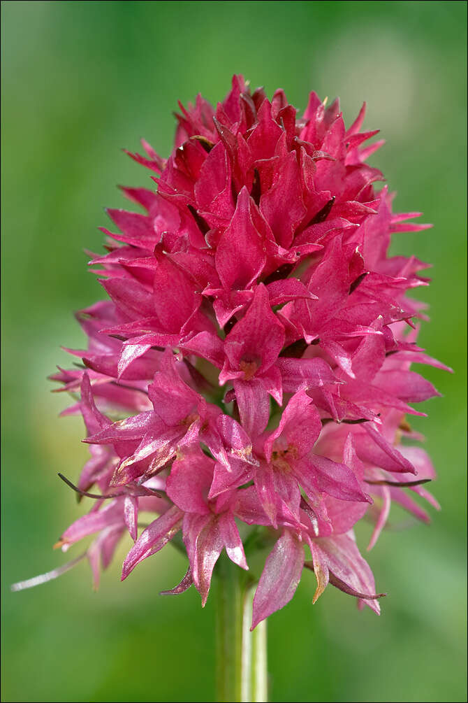 Image of Rein Orchids