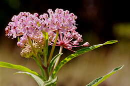 Image of milkweed