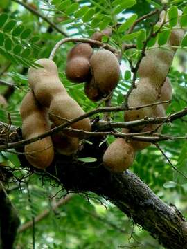 Image of tamarind