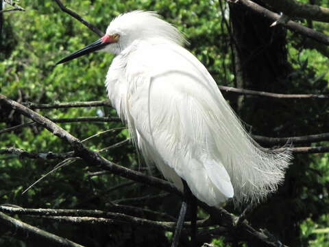 Image of Great Egret