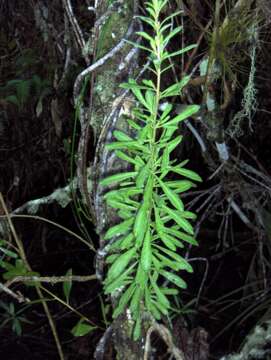 Image of saltwater false willow